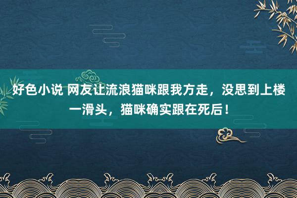 好色小说 网友让流浪猫咪跟我方走，没思到上楼一滑头，猫咪确实跟在死后！